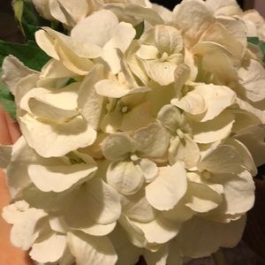 Meet your Posher, Gianna